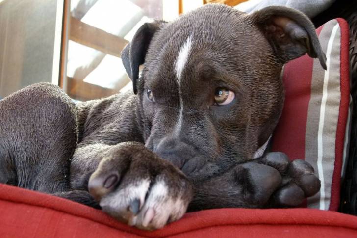 Photo Pitbull
