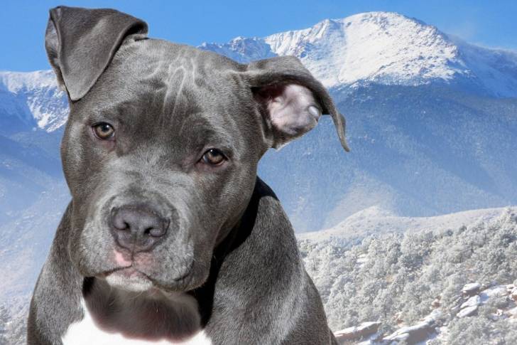Photo Pitbull