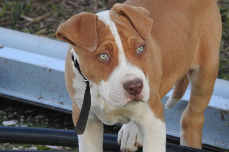 Photo Pitbull