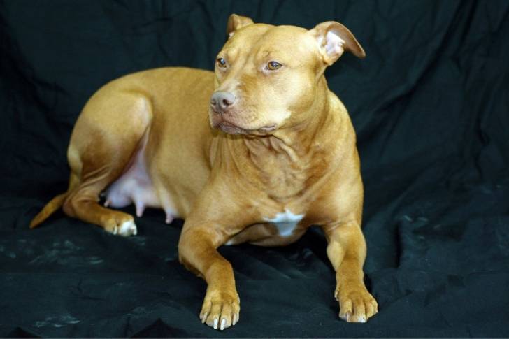 Photo Pitbull