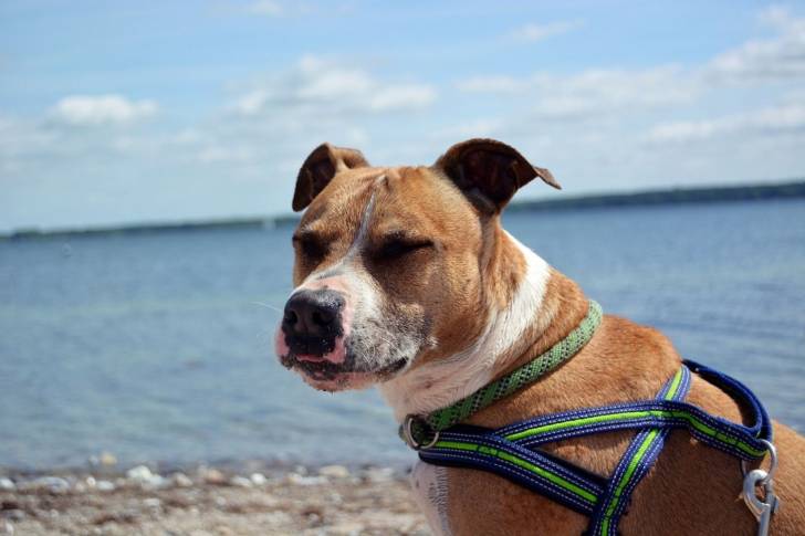 Photo Pitbull