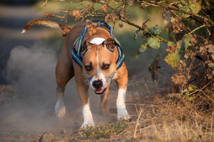 Un Pitbull avec un harnais se promène