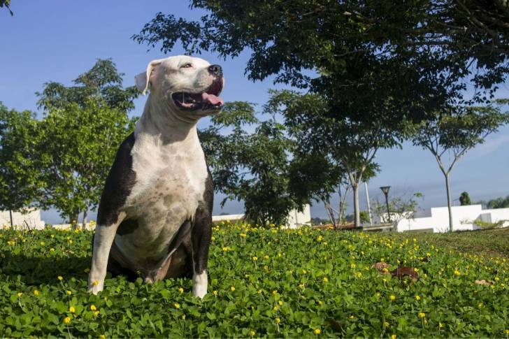 Photo Pitbull