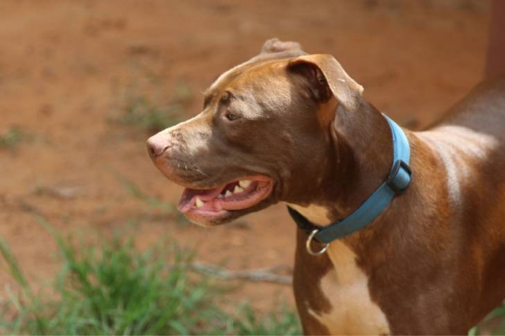Photo Pitbull