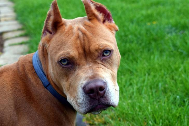 Photo Pitbull