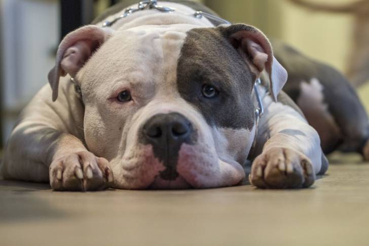 Photo Pitbull