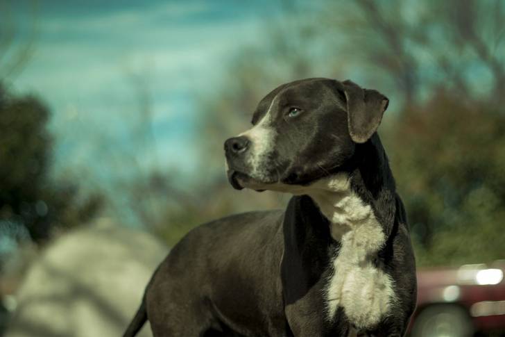 Photo Pitbull