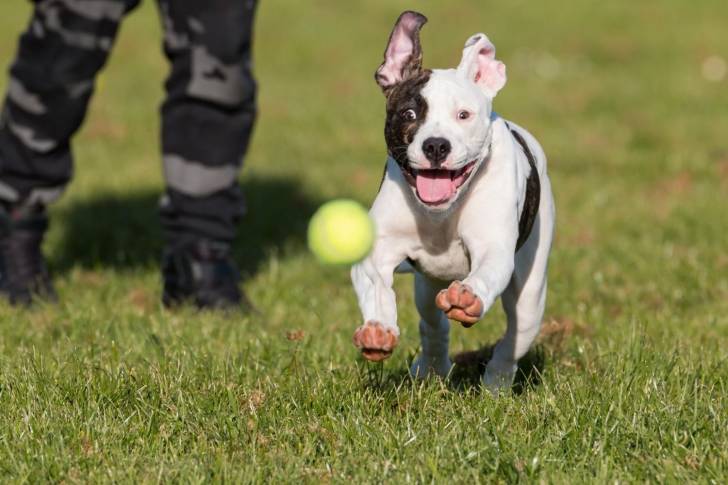 Photo Pitbull