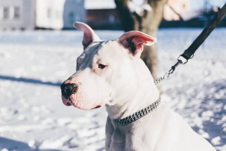Photo Pitbull