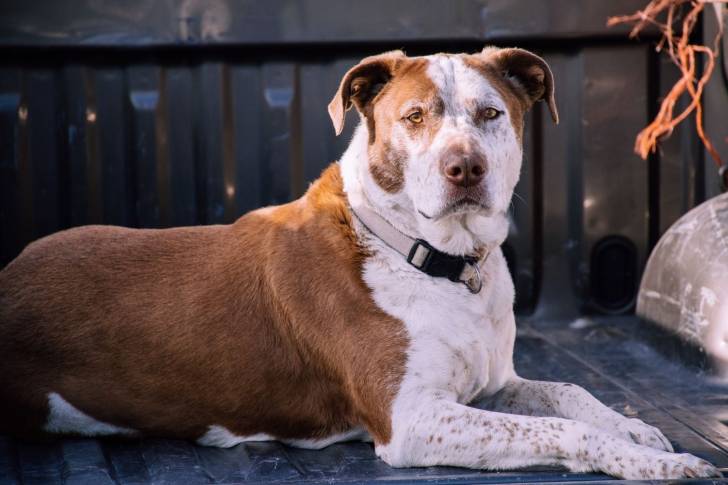 Photo Pitbull
