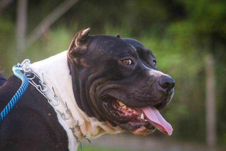 Photo Pitbull