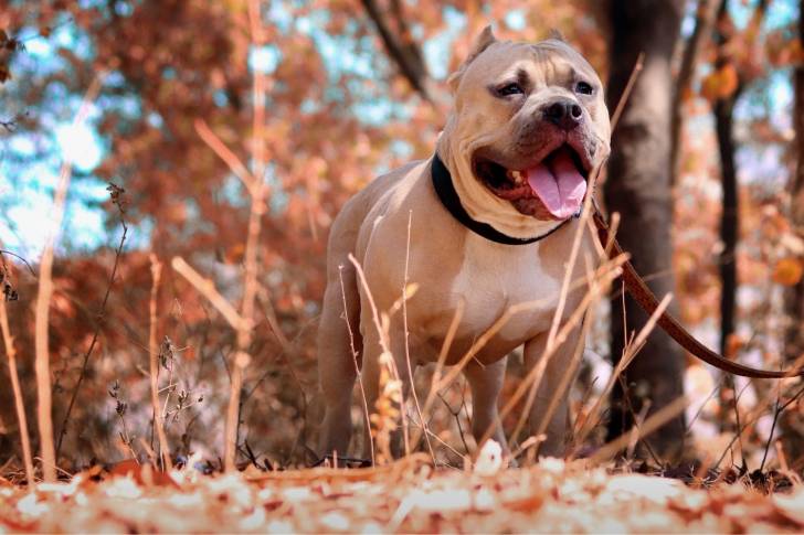 Un Pitbull tenu en laisse lors d'une promenade dans les bois