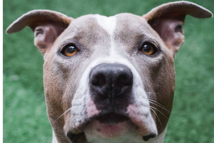 Photo Pitbull