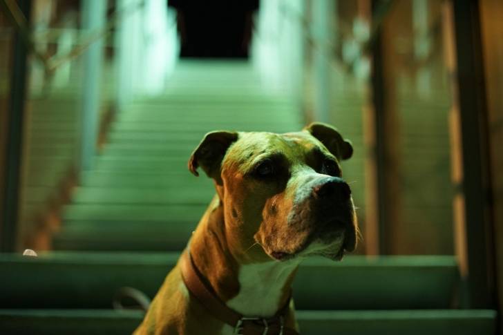 Photo Pitbull