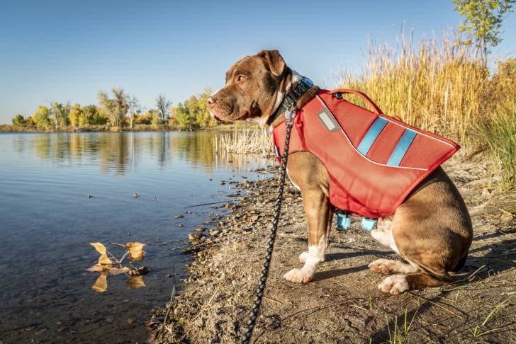 Un Pitbull équipé d'un gilet de sauvetage assis au bord d'un lac