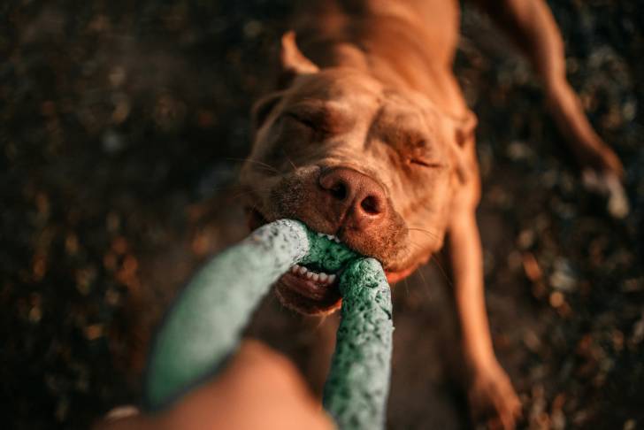 Un Pitbull qui mord et tire sur un jouet 