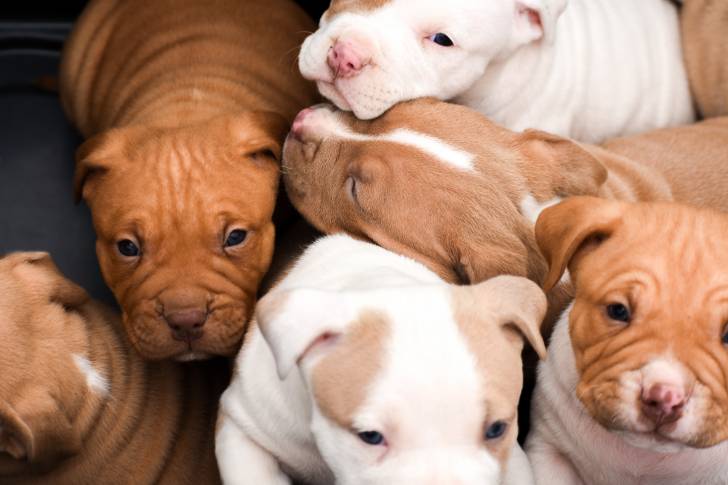 Une portée de Pitbulls