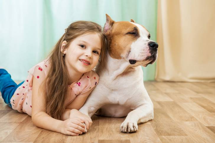 Un Pitbull allongé près d'une petite fille en intérieur 