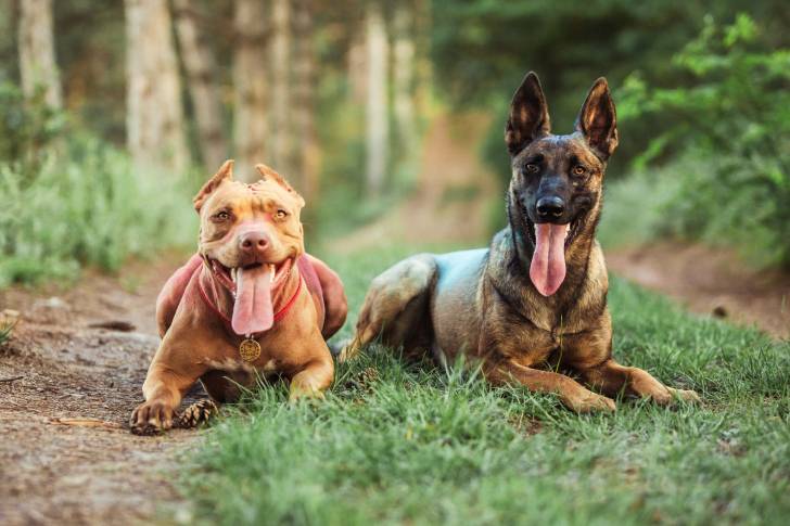 Un Pitbull allongé à côté d'un Malinois en campagne