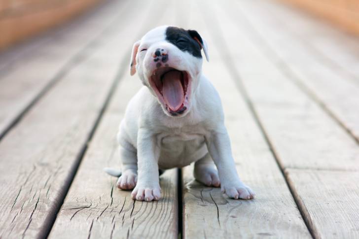 Un chiot Pitbull en train de bailler sur un pont en bois