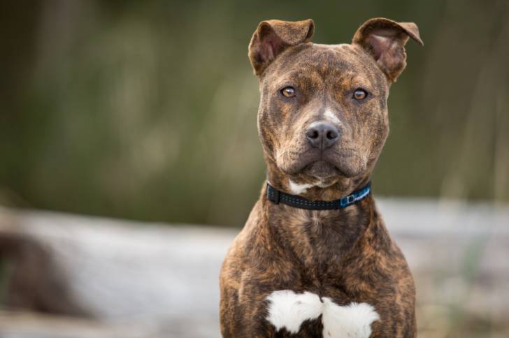 Un Pitbull bringé qui se tient juste en face de l'objectif