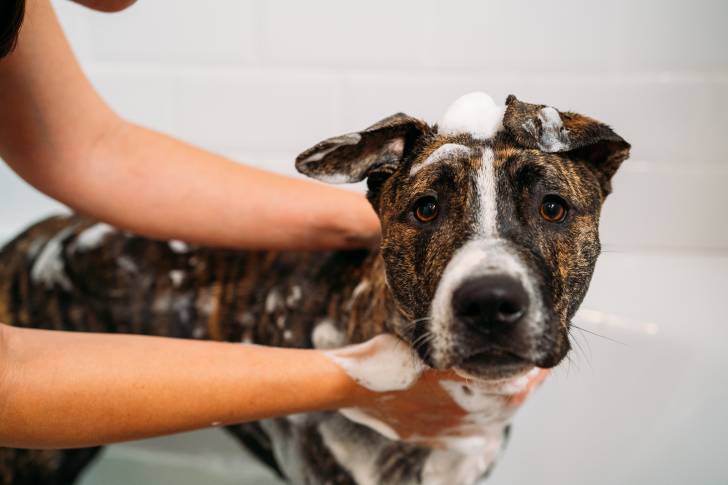 Un Pitbull bringé qui se fait laver dans une baignoire