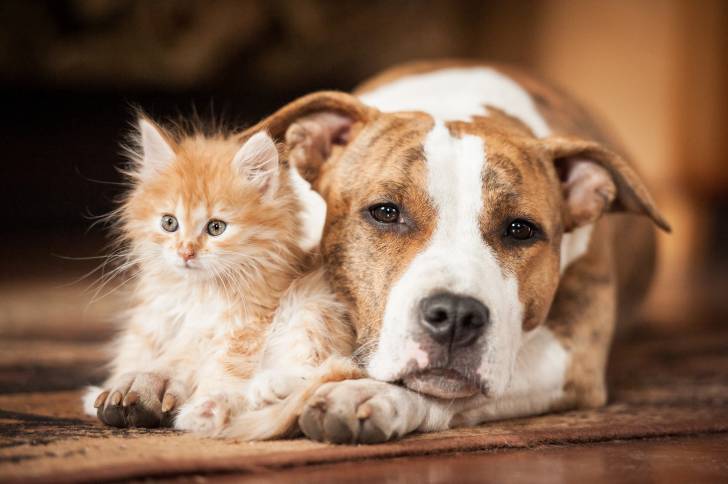Un Pitbull allongé avec un chat