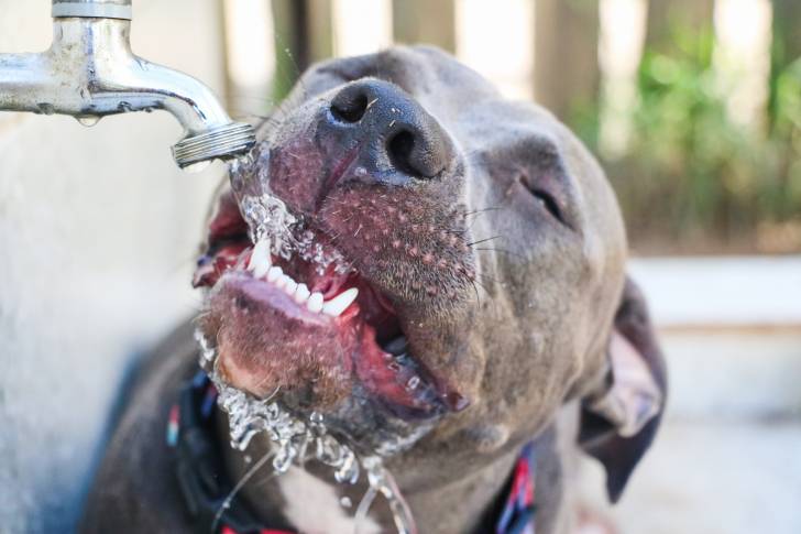 Un Pitbull bleu qui boit directement à un robinet extérieur 