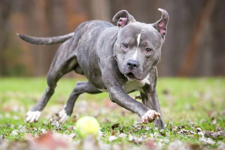 Un chiot Pitbull joue à aller chercher une balle de tennis