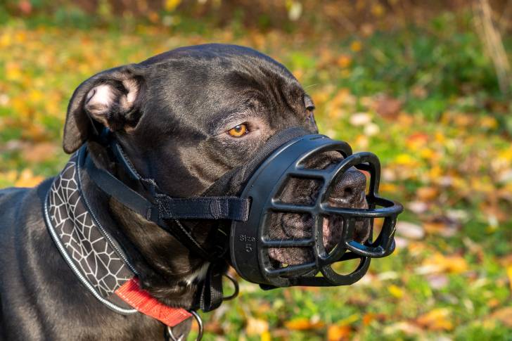Un Pitbull avec une muselière dans un parc