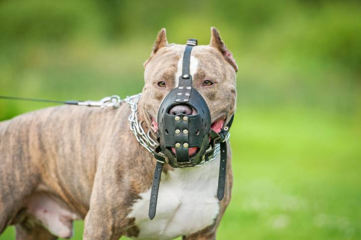 Un Pitbull tenu en laisse et portant une muselière
