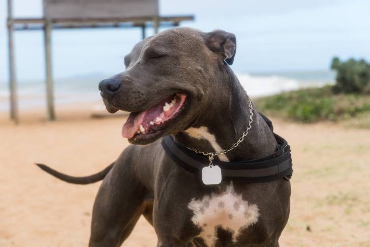 Photo Pitbull