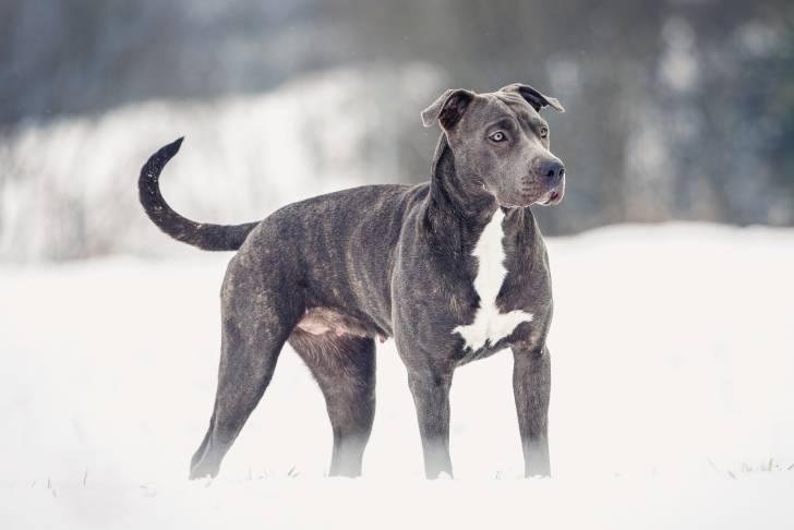 Photo Pitbull