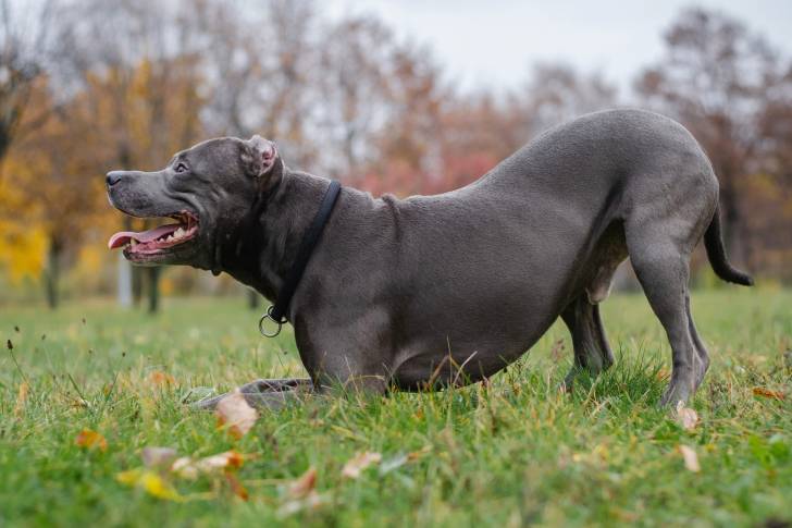 Photo Pitbull