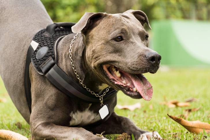 Un Pitbull gris joue dans un jardin
