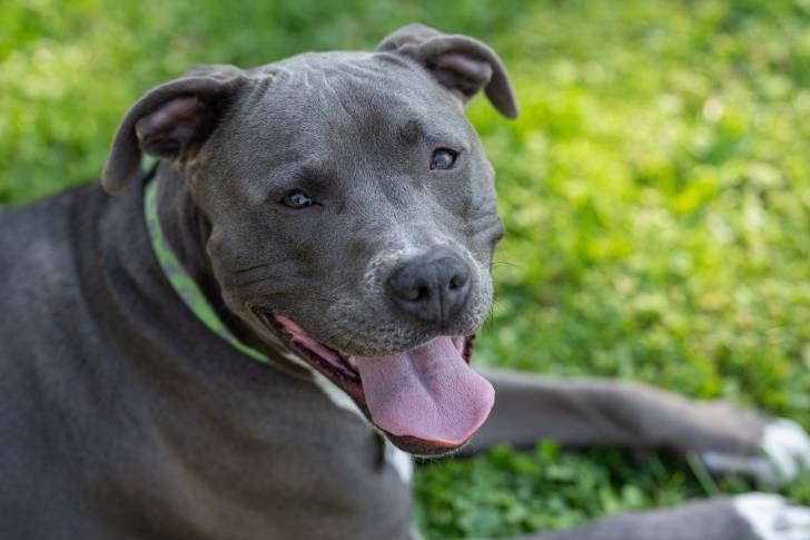 Photo Pitbull