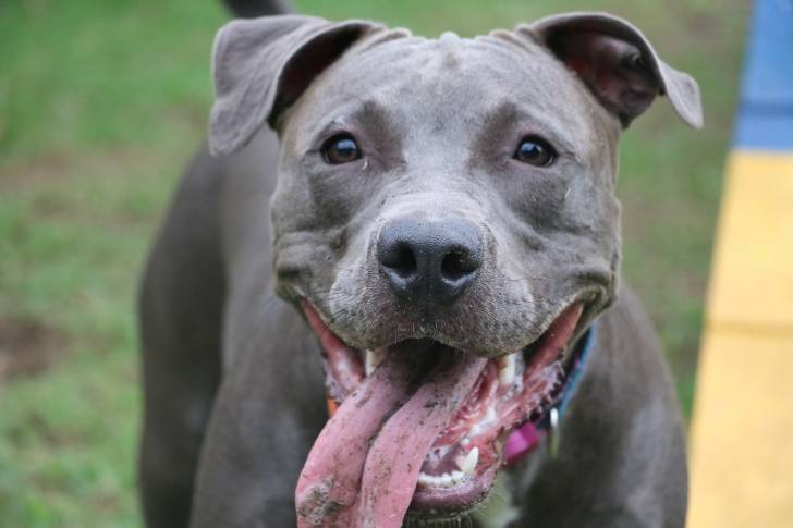 Photo Pitbull