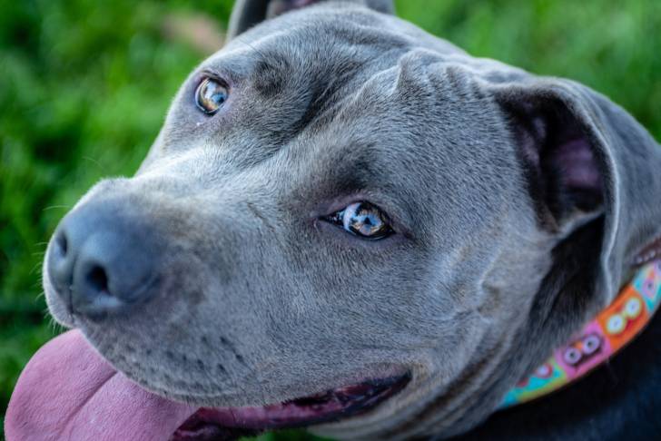 Photo Pitbull