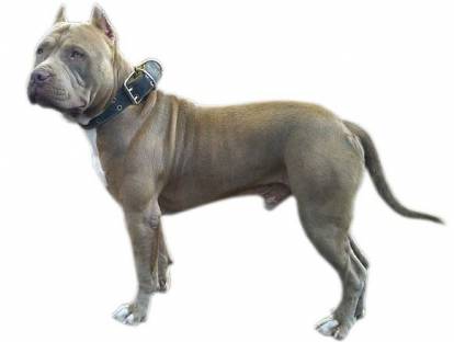 Un Pitbull bleu sur fond blanc