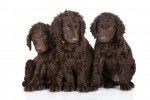 Photo Curly-Coated Retriever