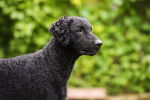 Photo Curly-Coated Retriever