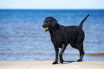 Un Curly Coated Retriever noir joue avec une balle de tennis sur la plage