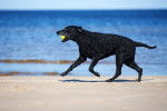 Photo Curly-Coated Retriever
