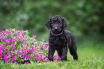 Photo Curly-Coated Retriever
