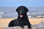 Photo Curly-Coated Retriever