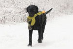 Photo Curly-Coated Retriever