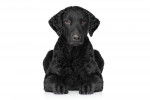 Photo Curly-Coated Retriever
