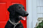 Photo Curly-Coated Retriever