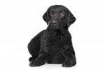 Photo Curly-Coated Retriever