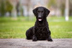 Photo Curly-Coated Retriever